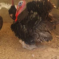 بوقلمون نر و ماده تخم گذار کرچ