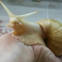 حلزون آرایشی .آلبینو