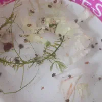 بچه حلزون سیب معاوضه با ماهی