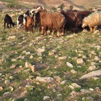 گوسفندزنده کهره وبره