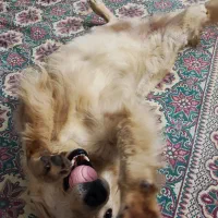 سگ گلدن رتریور