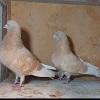 کبوتر کفتر یه جفت زرد