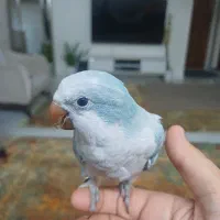 راهب بلو اسکای نر فول رام سخن گو