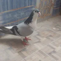 کفتر فروشی