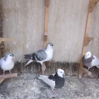 کبوتر کفتر ساده طوقی جوجه