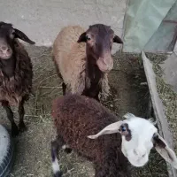 3 تا گوسفند