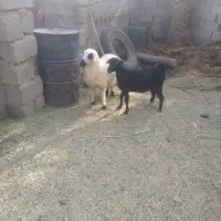 شهرستان ریگان روستای نعمت  آباد