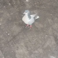 چپ‌ سبز شقه زرنگ هوایی