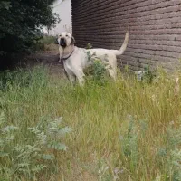 ماده عراقی عالی