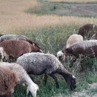 ۵راس میش داشتی