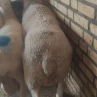 دنبال چوپان خوب کاردرست حلال و حروم بدونه