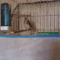 سهره قناری