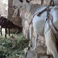 بز و کره