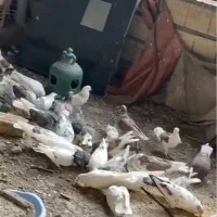 فروش کبوتر
