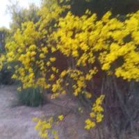 تعویض خاک و تعویض گلدان و گلهای اپارتمانی