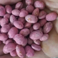 بذر لوبیا چیتی