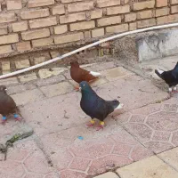 خرمشهر|پرنده|آق قلا, |دیوار
