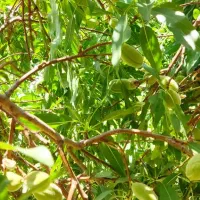 باغ-بارده