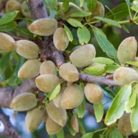 نهال بادام زود گل