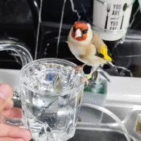 جوجه 1ساله استثنایی