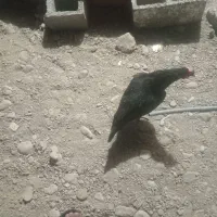 مرغ محلی اصلی