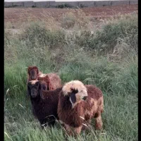 بره سبک