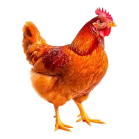 مرغ خروس جوجه