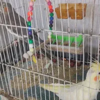 عروس هلندی جفت مولد