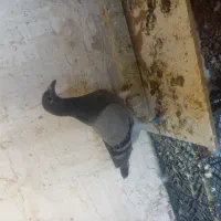 کبوتر|پرنده|خواف, |دیوار
