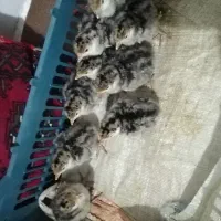 جوجه بوقلمون