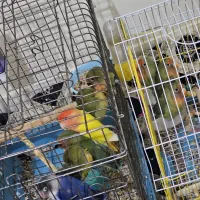 فروش فوری کوتوله برزیلی