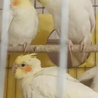 جفت پرنده جوان