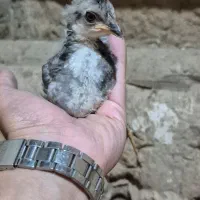 جوجه گلین