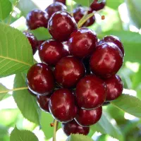 گیلاس عمده سر باغ