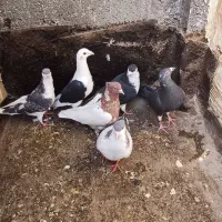 کفتر|پرنده|مشهد, شفا|دیوار