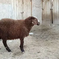 بره قوچ همو