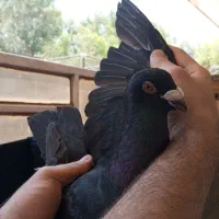 کبوتر. زاغ نر دورگ بلند