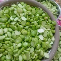 باقله دو پوست یکدست سبز 250 کنگر خورد شده
