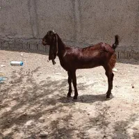 فروش بز با تیشتر بندر دیر