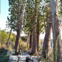 تنه دار جوندار قطور نهال ضخیم گل نهال درخت کلفت مو