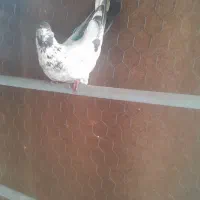 ۲تا نر ساعتی