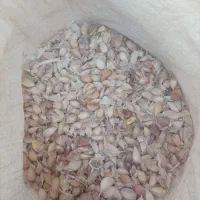 سیر|عمده‌فروشی|کرمان, |دیوار