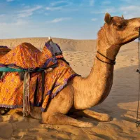 اجاره شتر با جهاز