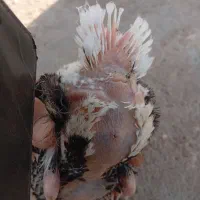 جوجه نر دمسفید پر دم بالا