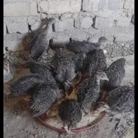 بوقلمون برنز مرغ گلپایگانی