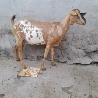 بزها سالم سرحال