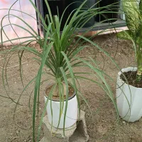 حراج گل و‌گلدان به قیمت تولیدی