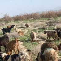 فروش ۲۵راس بز شیری