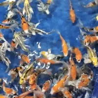 فروش ماهی کوی برای اکواریوم استخر برکه و خونه باغ