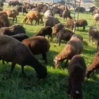 گوسفند جوان گوشتی کیلویی ۵۳۰